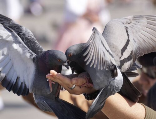 Urteil: Tauben füttern in der Wohnanlage?